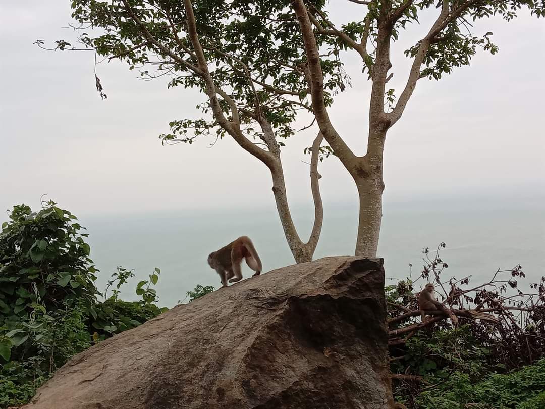 A Macaque monkey walks on a rock at the top of Son Tra Mountain in Vietnam. There are a couple tall trees behind the rock, with the sea in the background