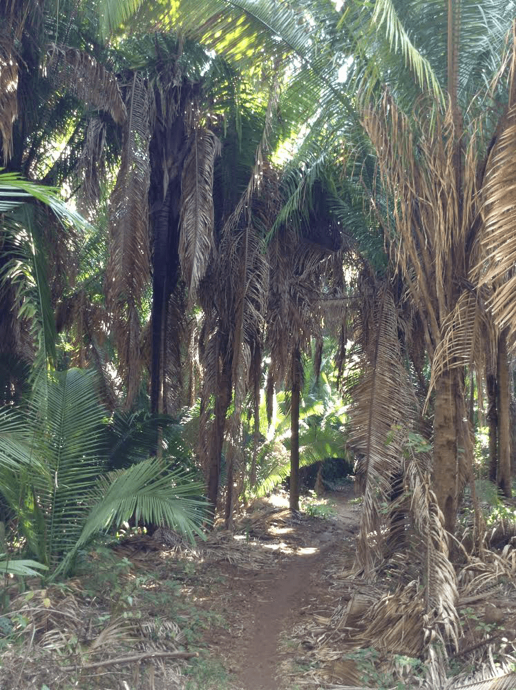 Jungle path in El Cascabel, Mexico