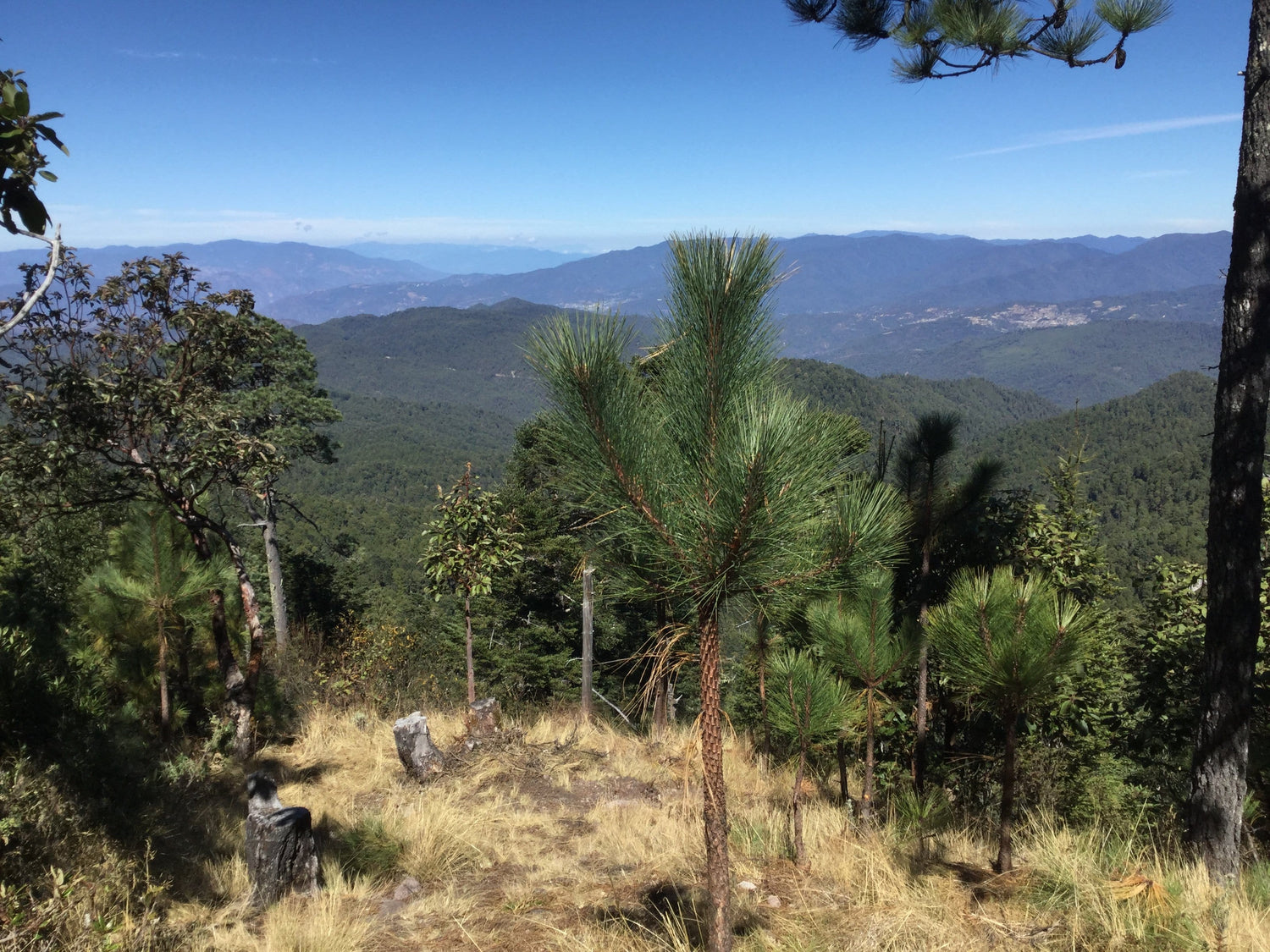 Beautiful hiking views of forest and mountains in the distance, in Oaxaca, Mexico