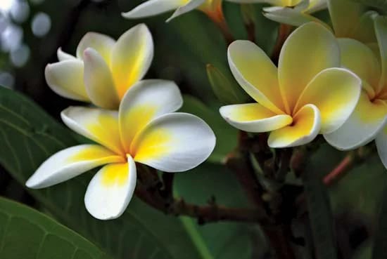 White and yellow frangipani flowers