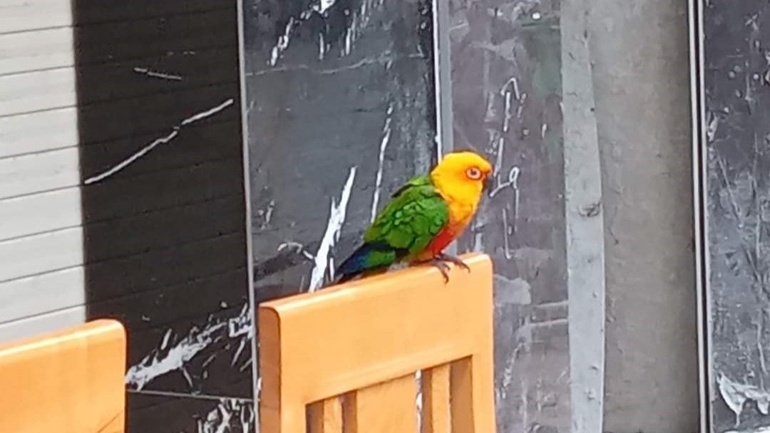 Yellow and orange parakeet