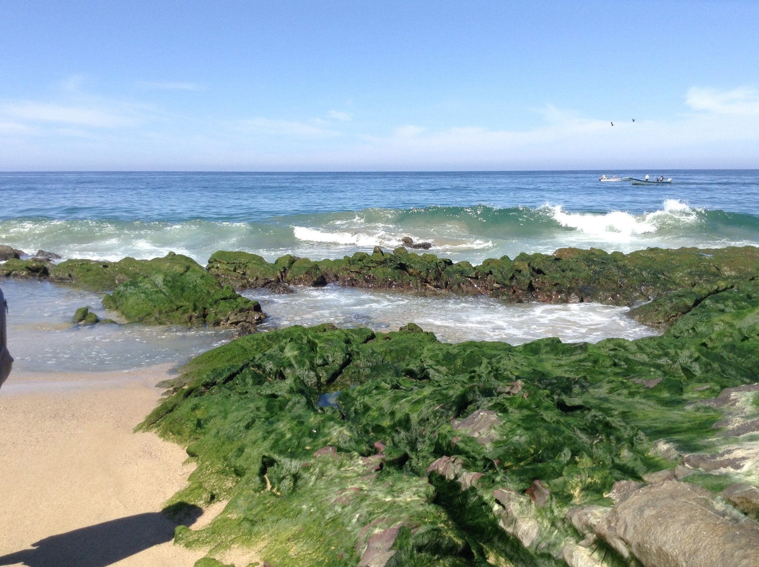 Volcanic rock covered in seaweed on a beach in Mexico