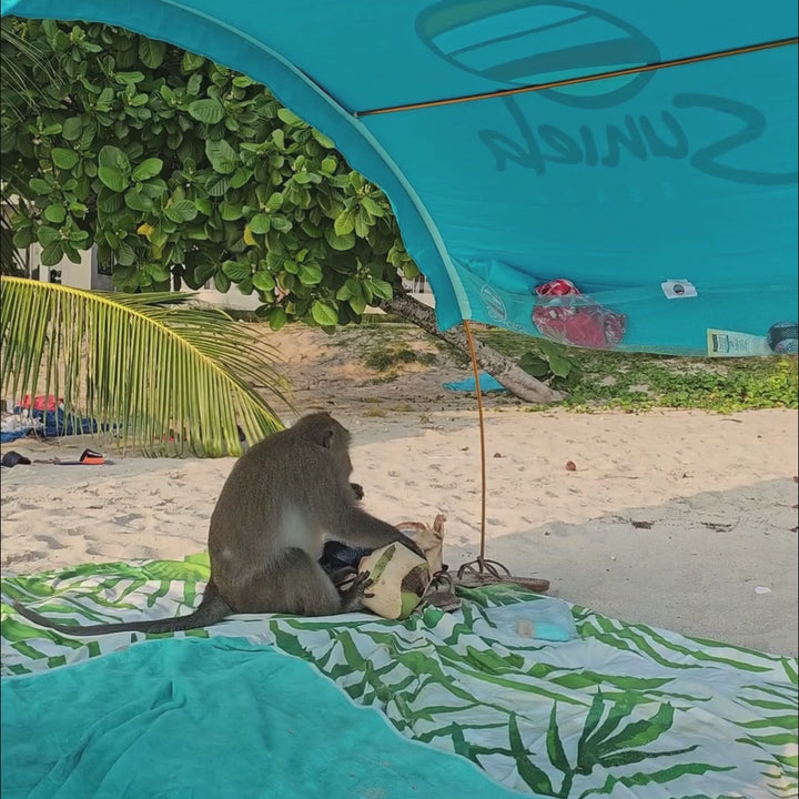 wild monkey eats a coconut beneath Suniela beach shade in Thailand